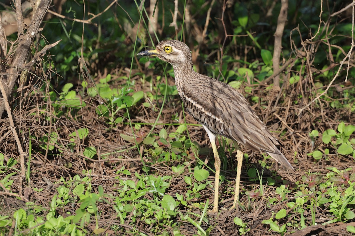 Indian Thick-knee - ML647164702