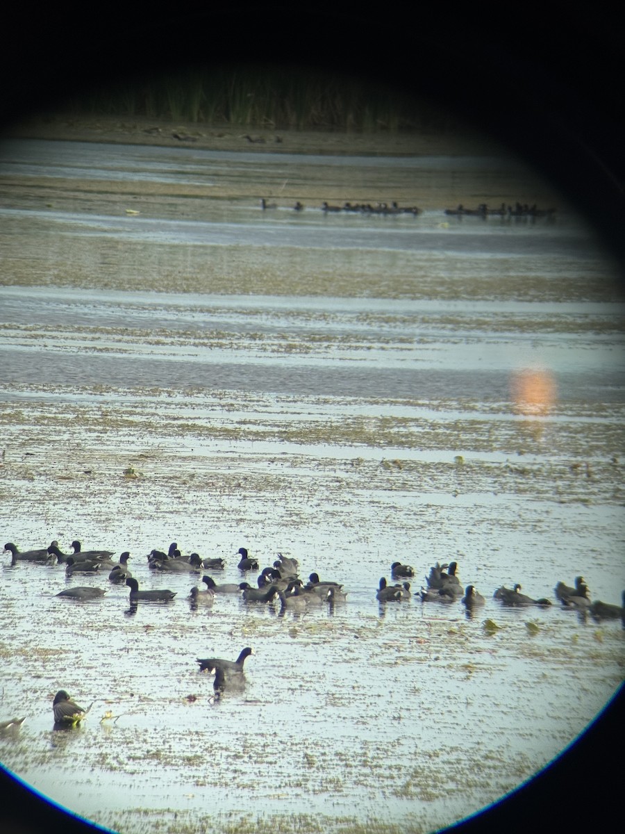 Лиска американська - ML647164703