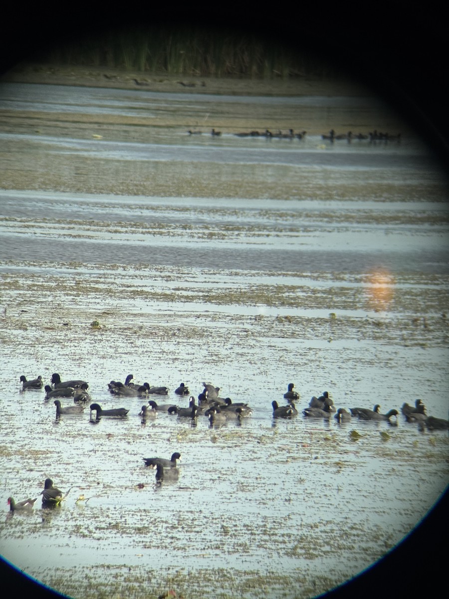 Лиска американська - ML647164704