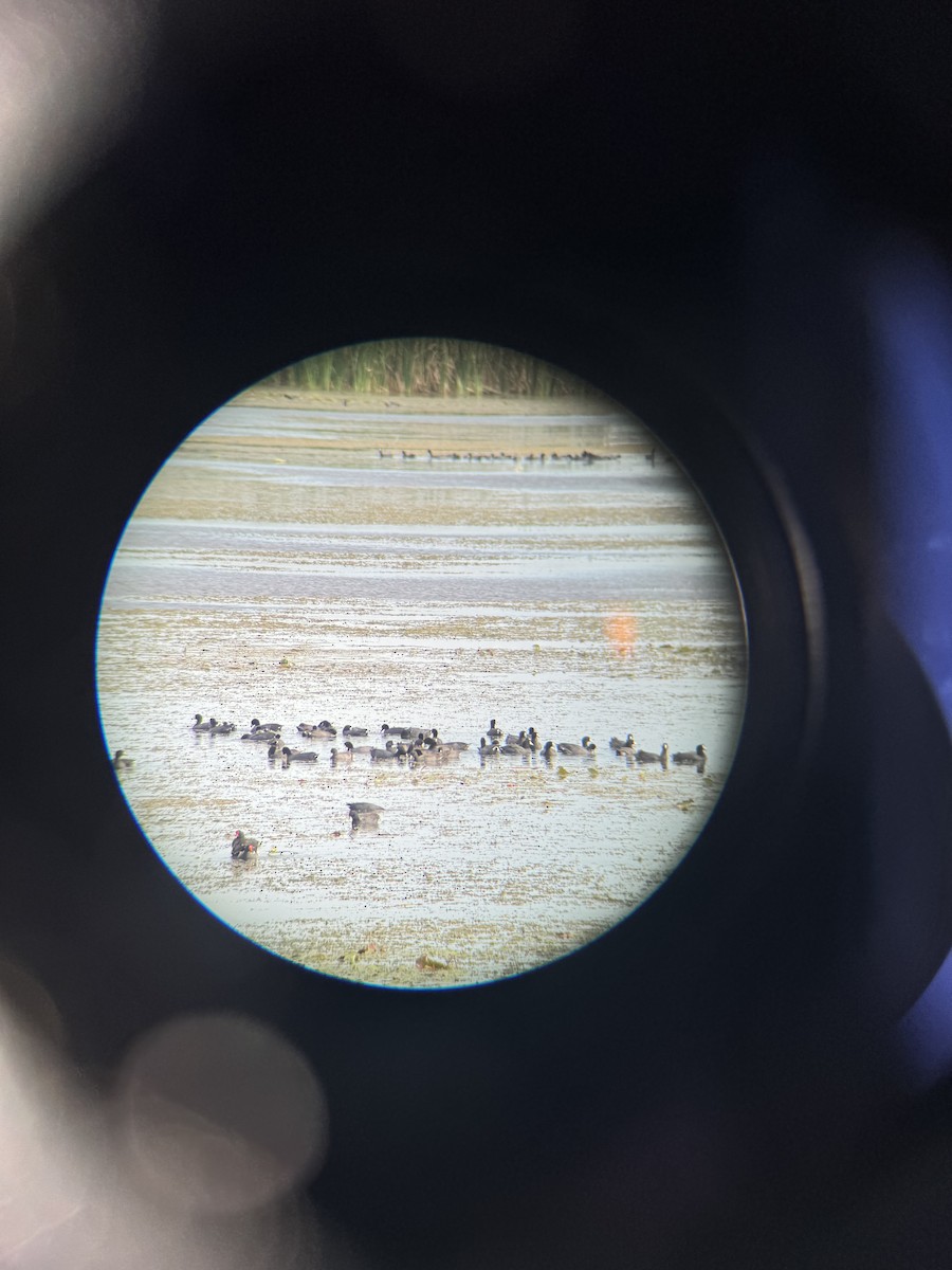 Лиска американська - ML647164705