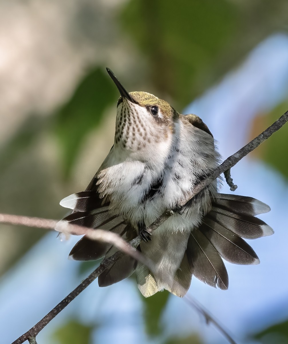 Рубиновогорлый колибри - ML647164707