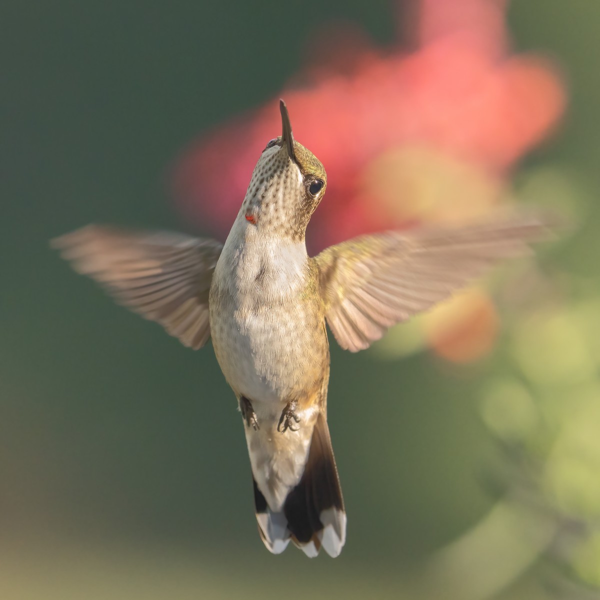 Рубиновогорлый колибри - ML647164708