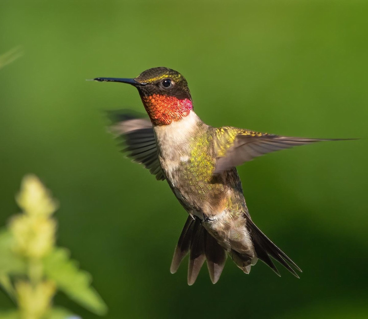 Рубиновогорлый колибри - ML647164709