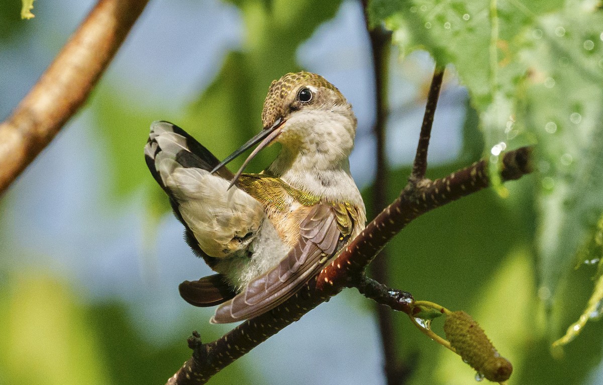 Рубиновогорлый колибри - ML647164710