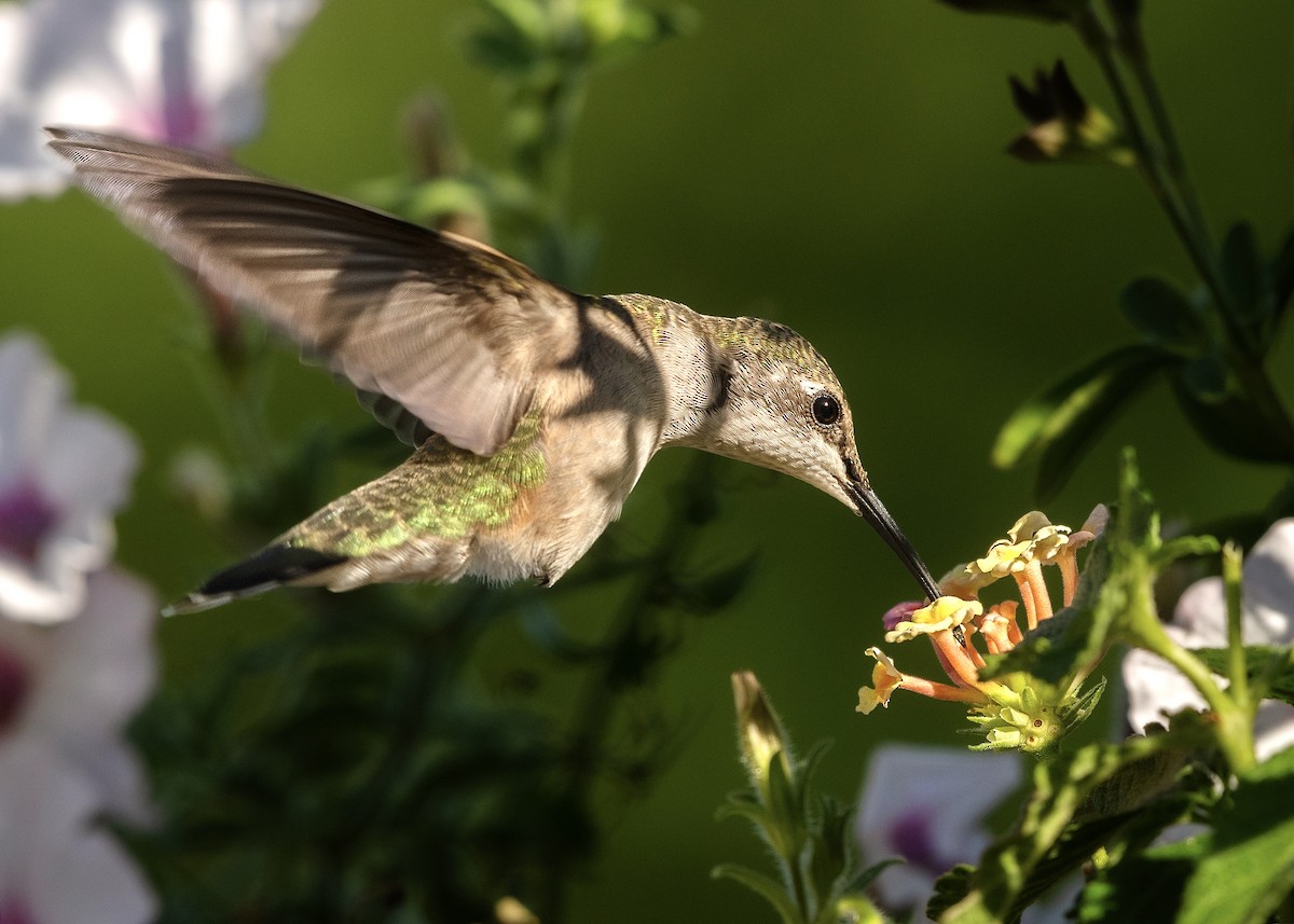 Рубиновогорлый колибри - ML647164711