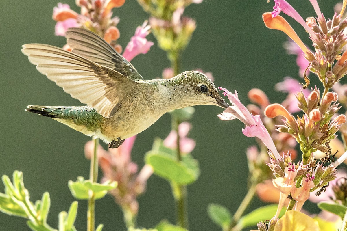 Рубиновогорлый колибри - ML647164712