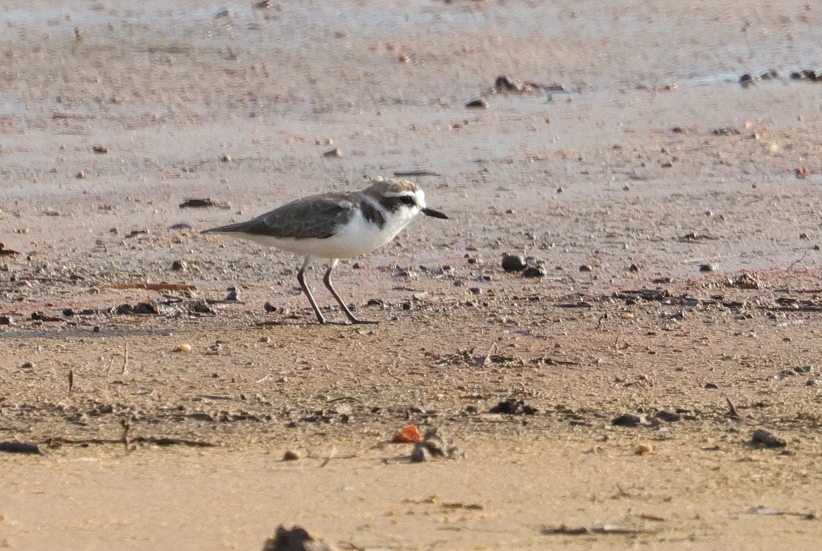 東方環頸鴴 - ML647164714