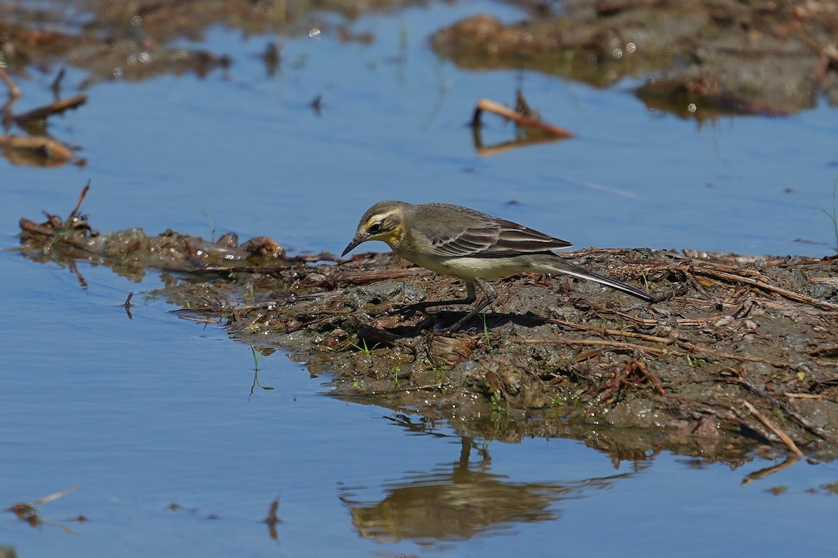 鶺鴒屬 - ML647164715