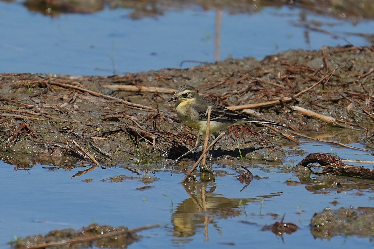 鶺鴒屬 - ML647164716