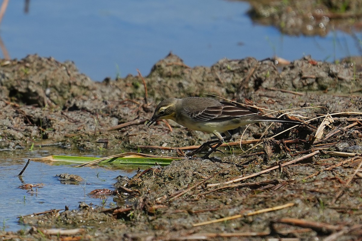 鶺鴒屬 - ML647164717