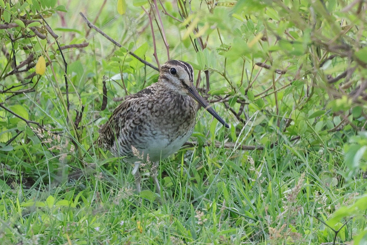 ハリオシギ - ML647164718