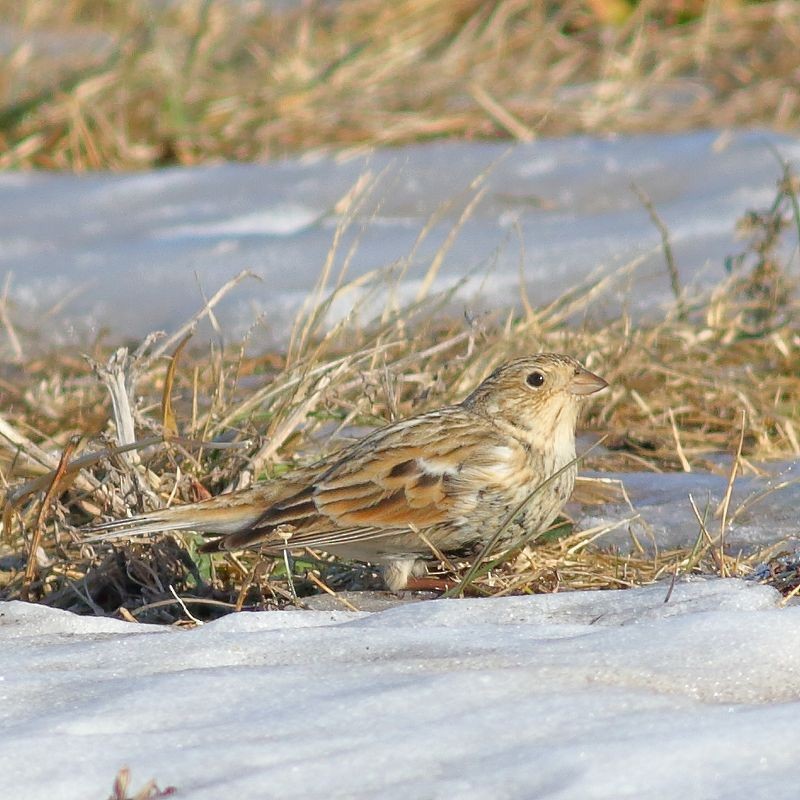 Chestnut-collared Longspur - ML647164719
