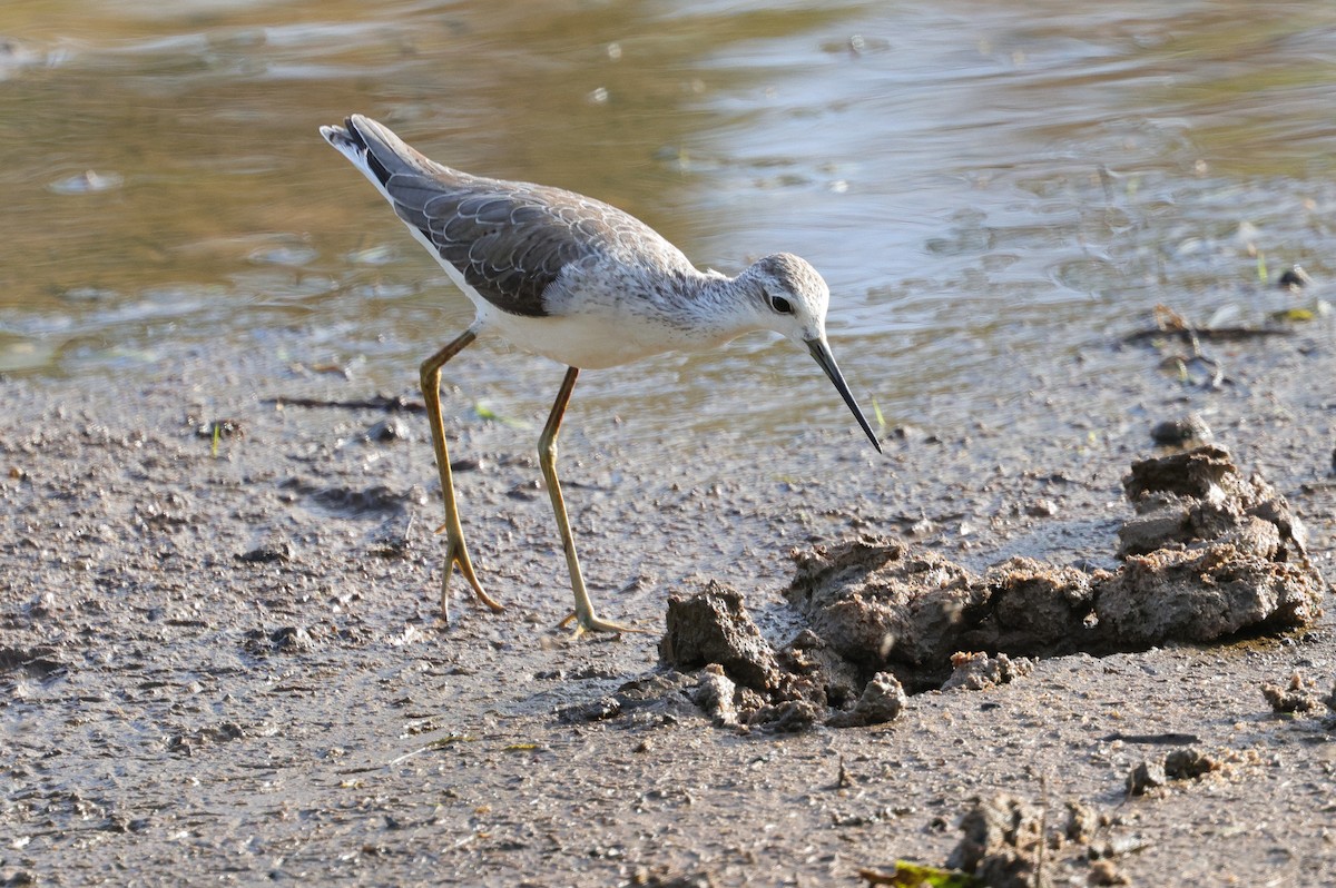 小青足鷸 - ML647164720