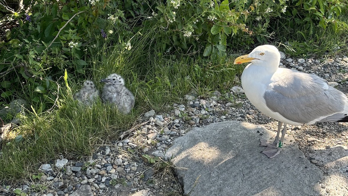 American Herring Gull - ML647164721