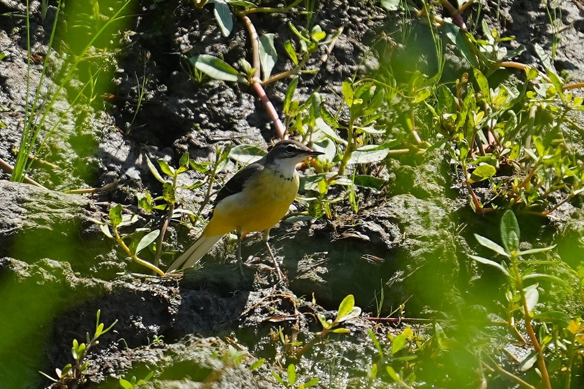 灰鶺鴒 - ML647164722