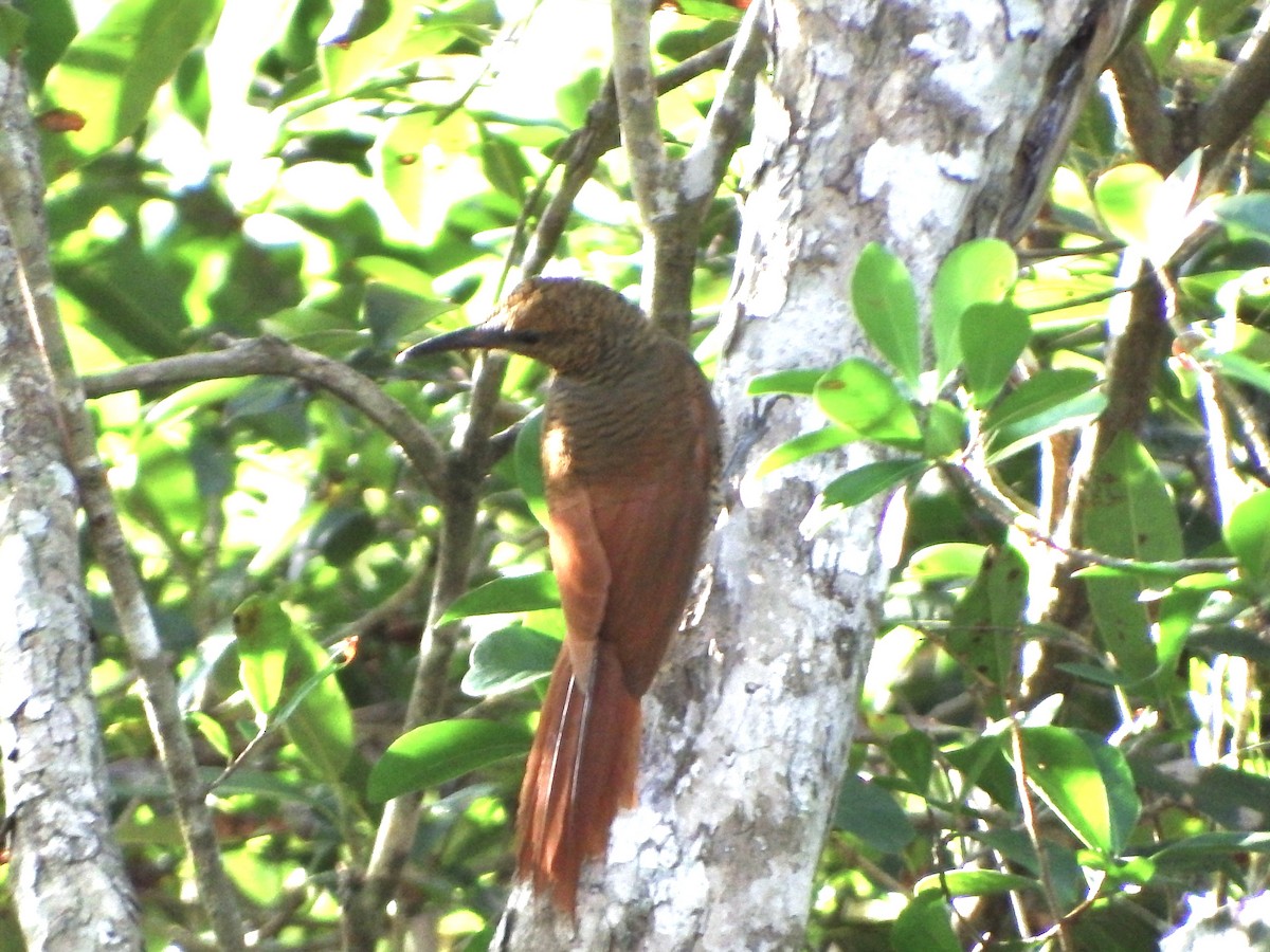 Northern Barred-Woodcreeper - ML647164723