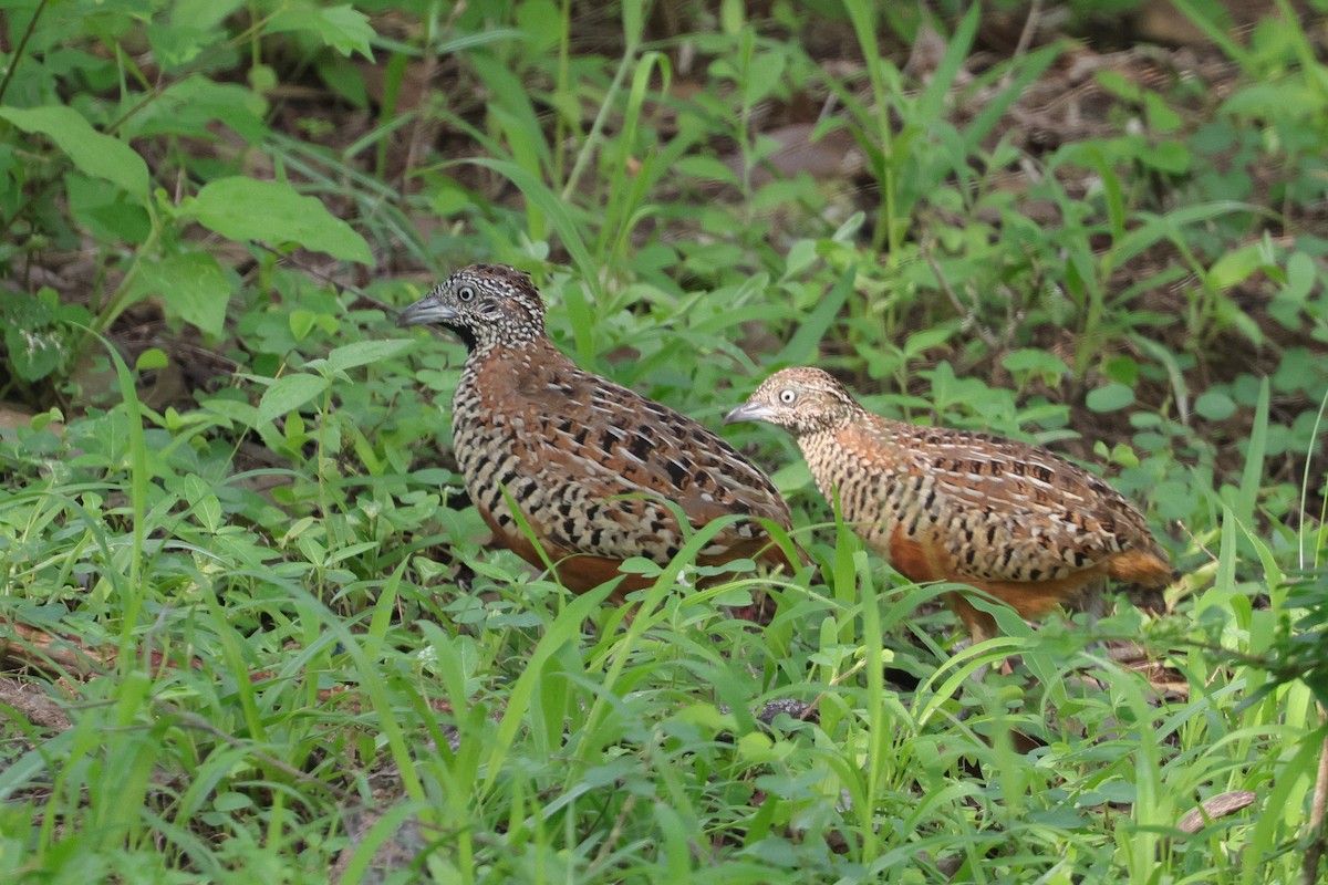 棕三趾鶉 - ML647164725