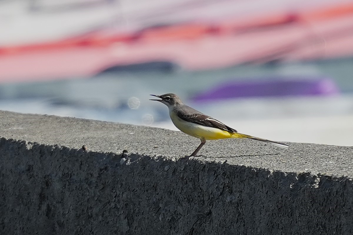 灰鶺鴒 - ML647164726