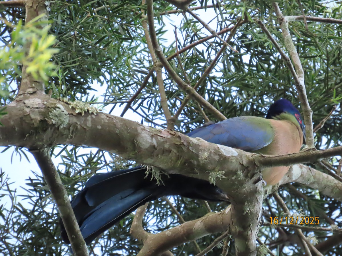 Purple-crested Turaco - ML647164727