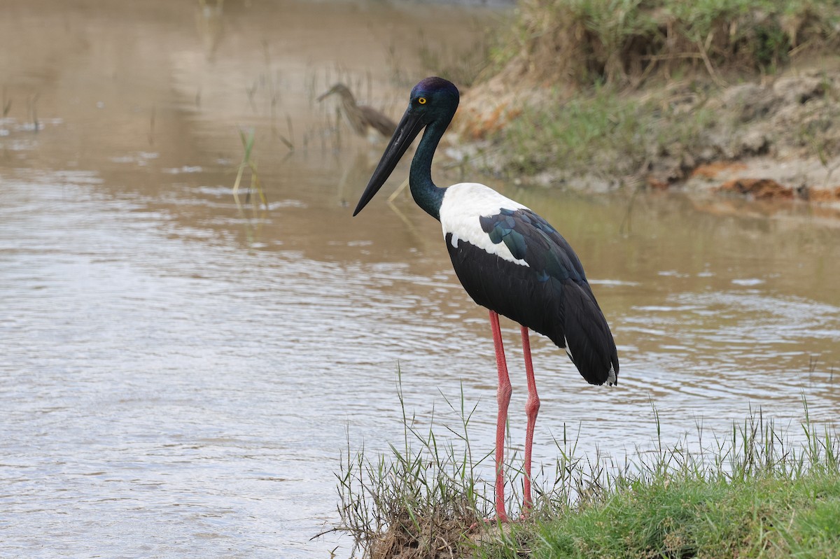 čáp černokrký - ML647164733