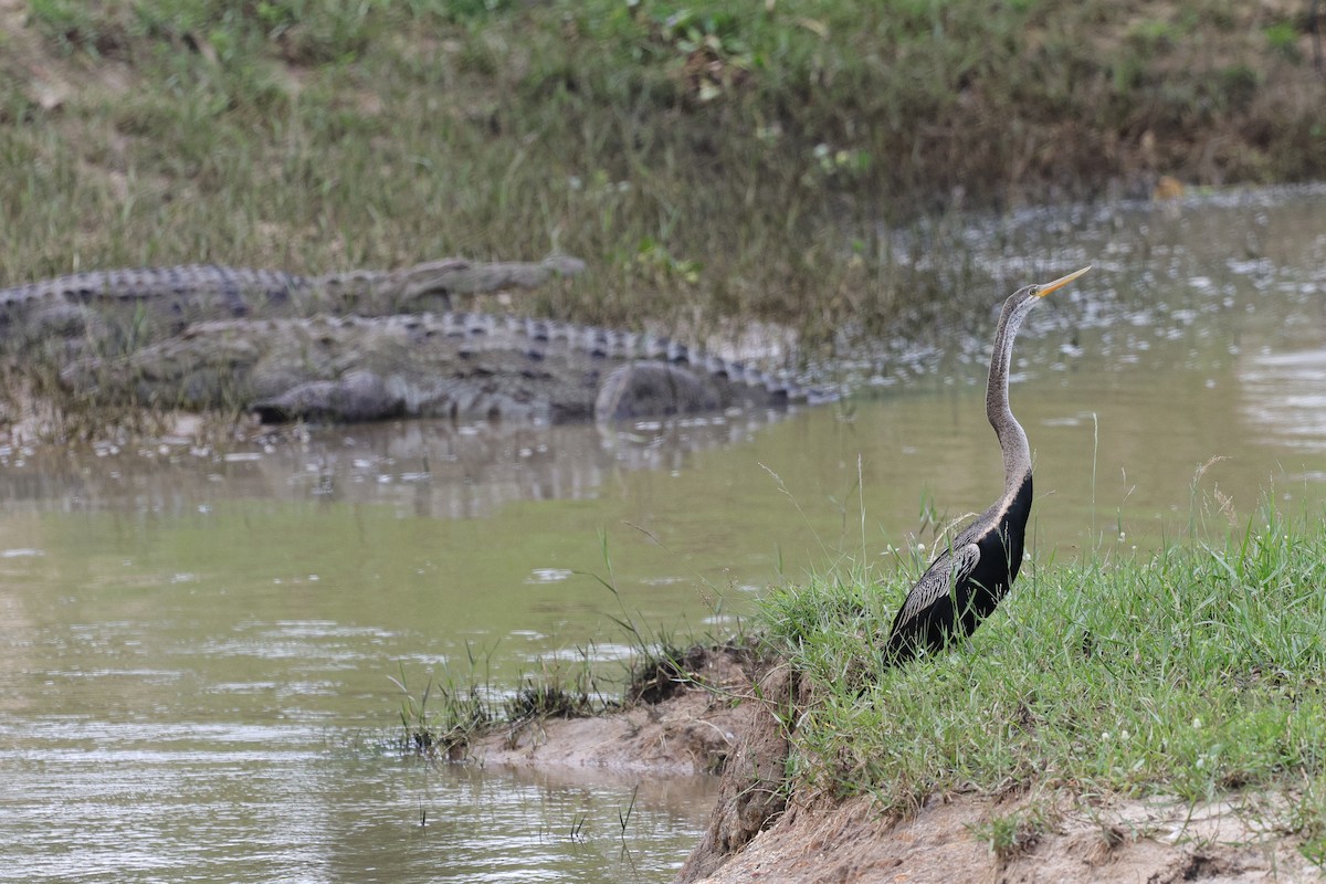 Oriental Darter - ML647164736