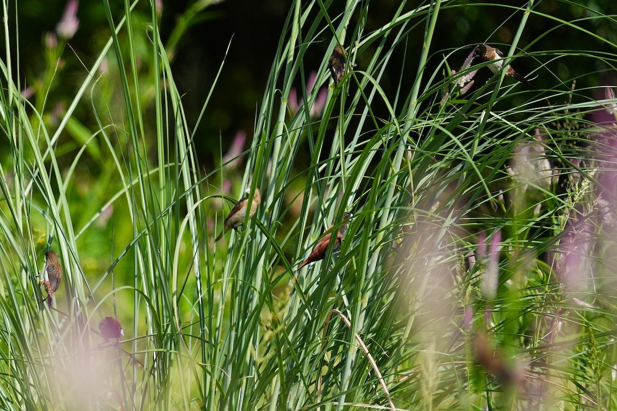 Kestane Rengi Munya - ML647164738