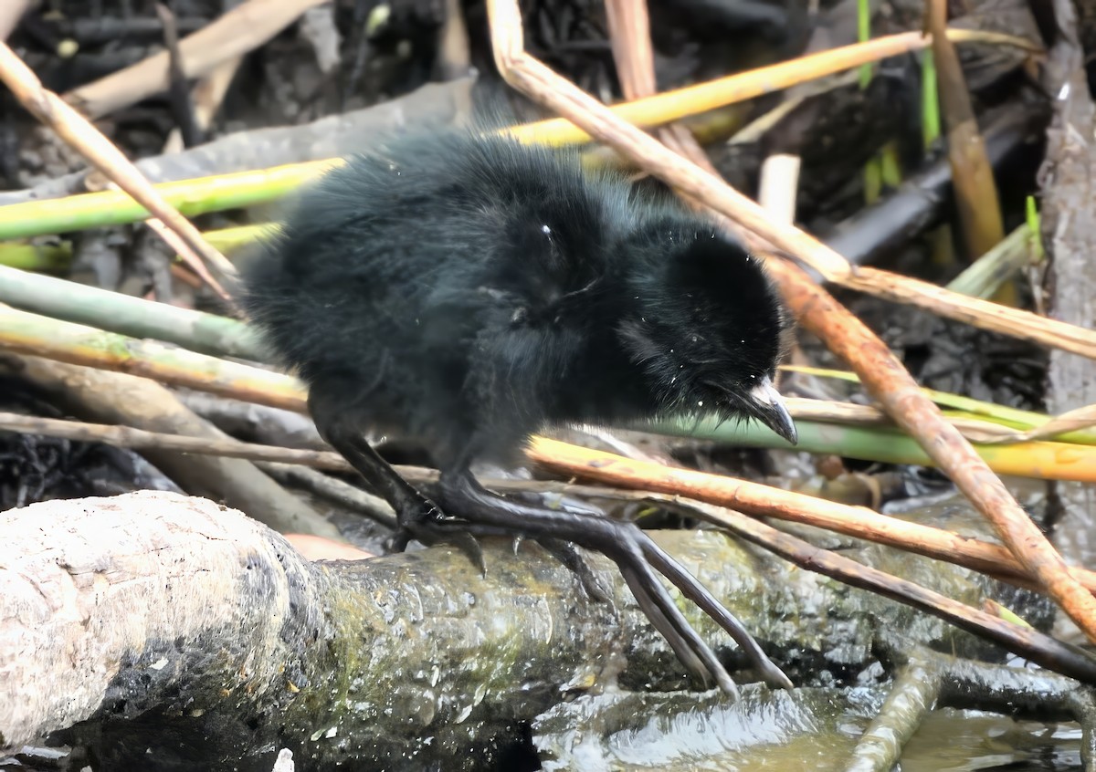 Spotless Crake - ML647164739