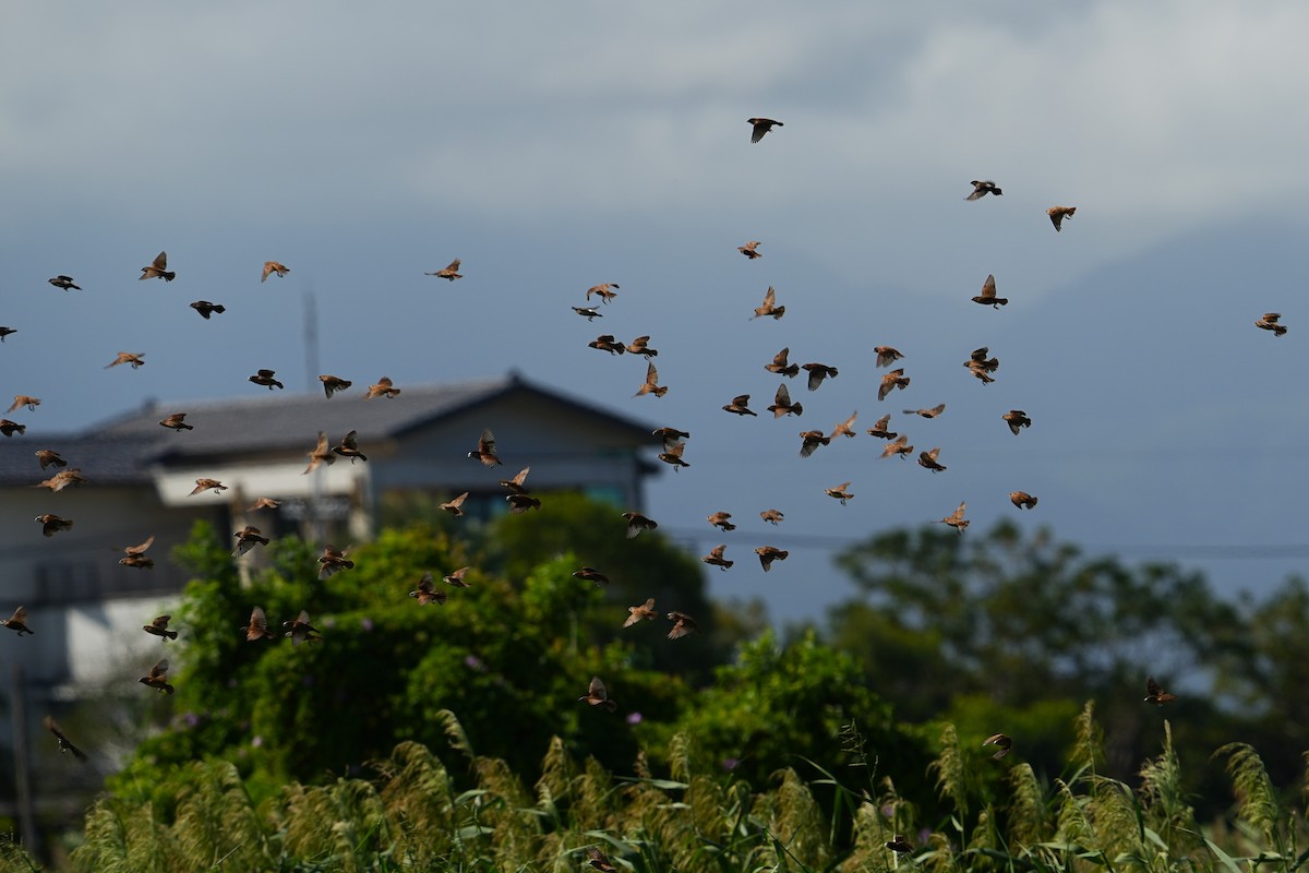 Kestane Rengi Munya - ML647164743