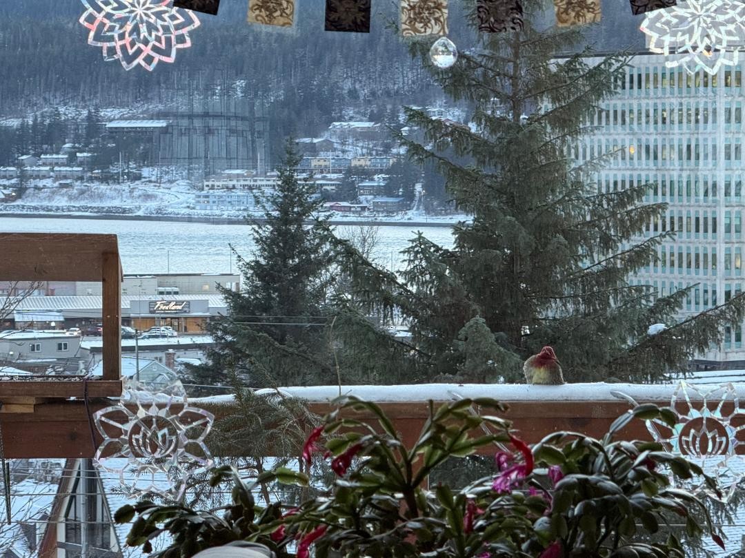 Red-breasted Sapsucker - ML647164744