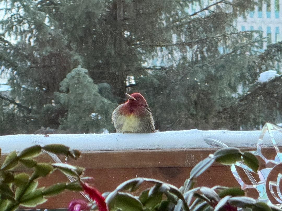 Red-breasted Sapsucker - ML647164745