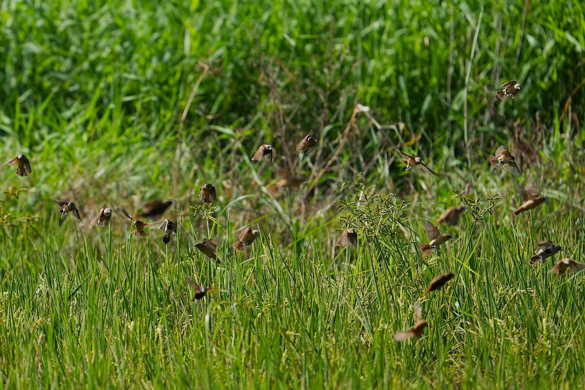 Kestane Rengi Munya - ML647164747