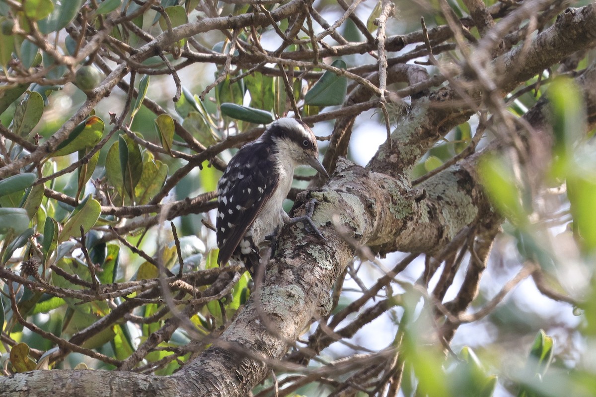 Brown-capped Pygmy Woodpecker - ML647164748