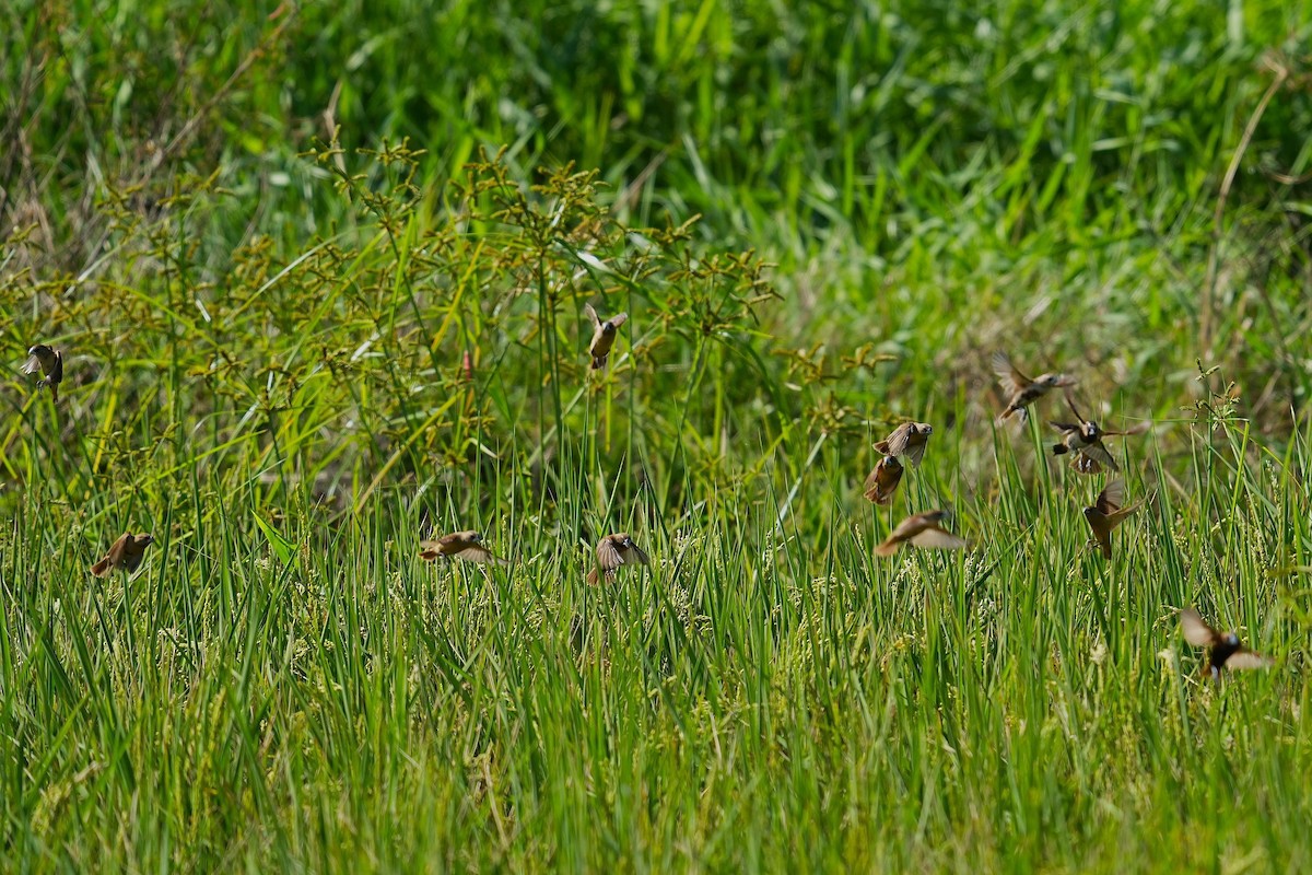 Kestane Rengi Munya - ML647164749