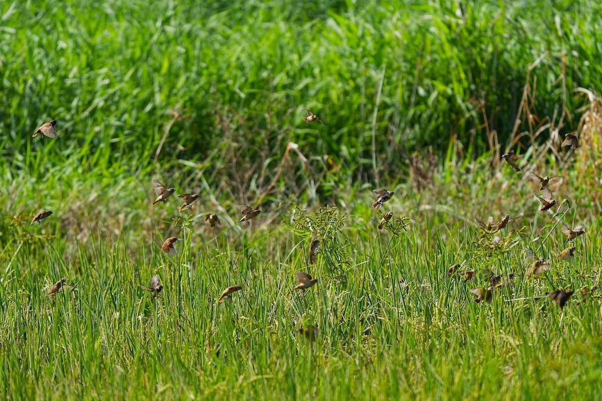 Kestane Rengi Munya - ML647164750