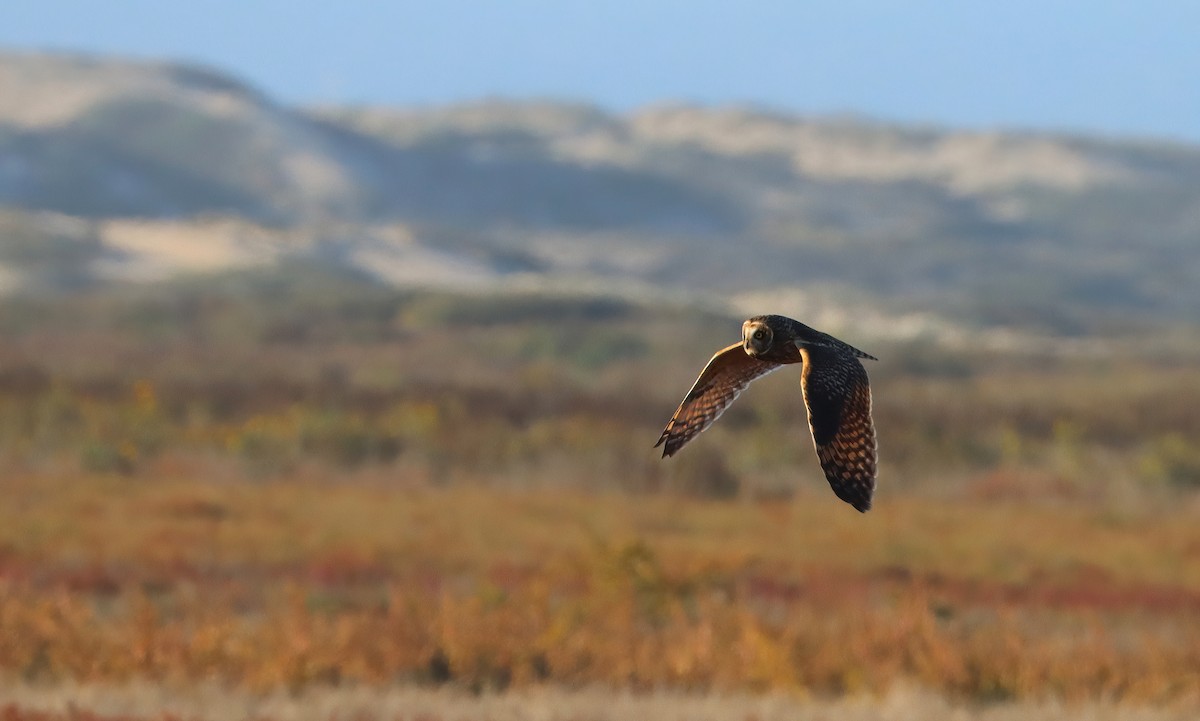 コミミズク（flammeus） - ML647164751