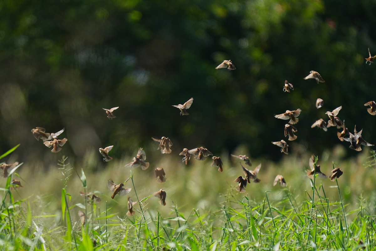 Kestane Rengi Munya - ML647164753