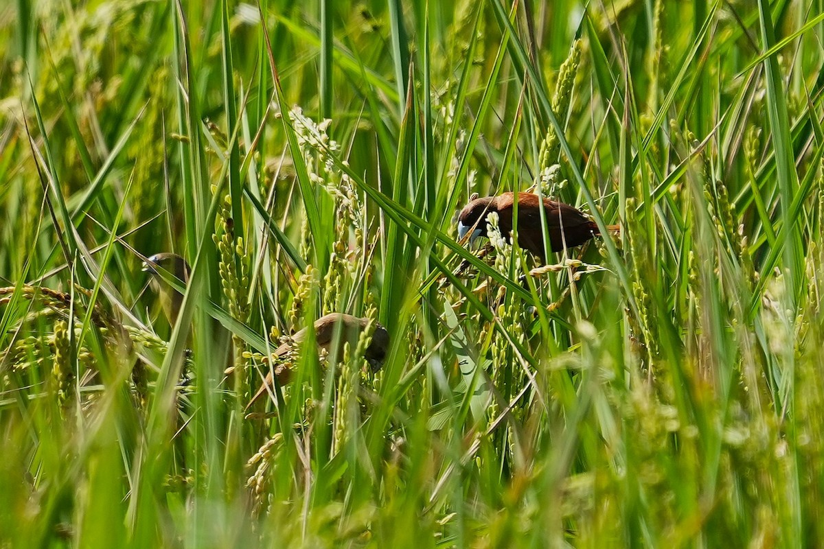 Kestane Rengi Munya - ML647164755