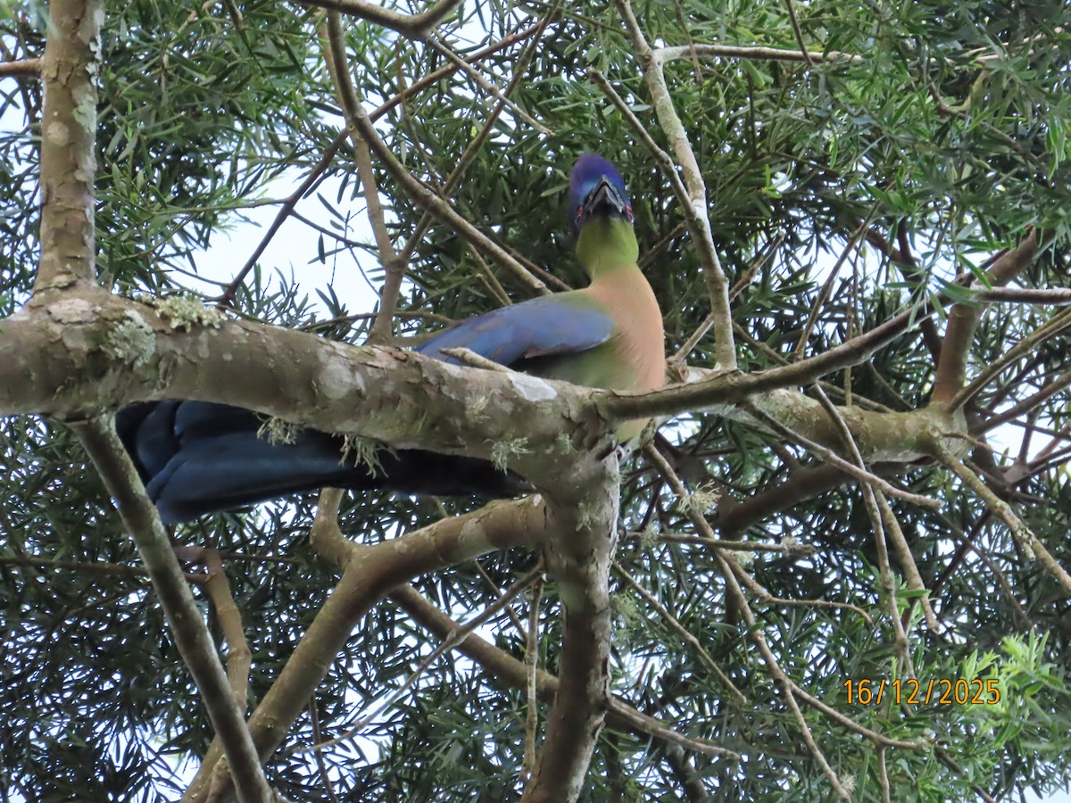 Purple-crested Turaco - ML647164760