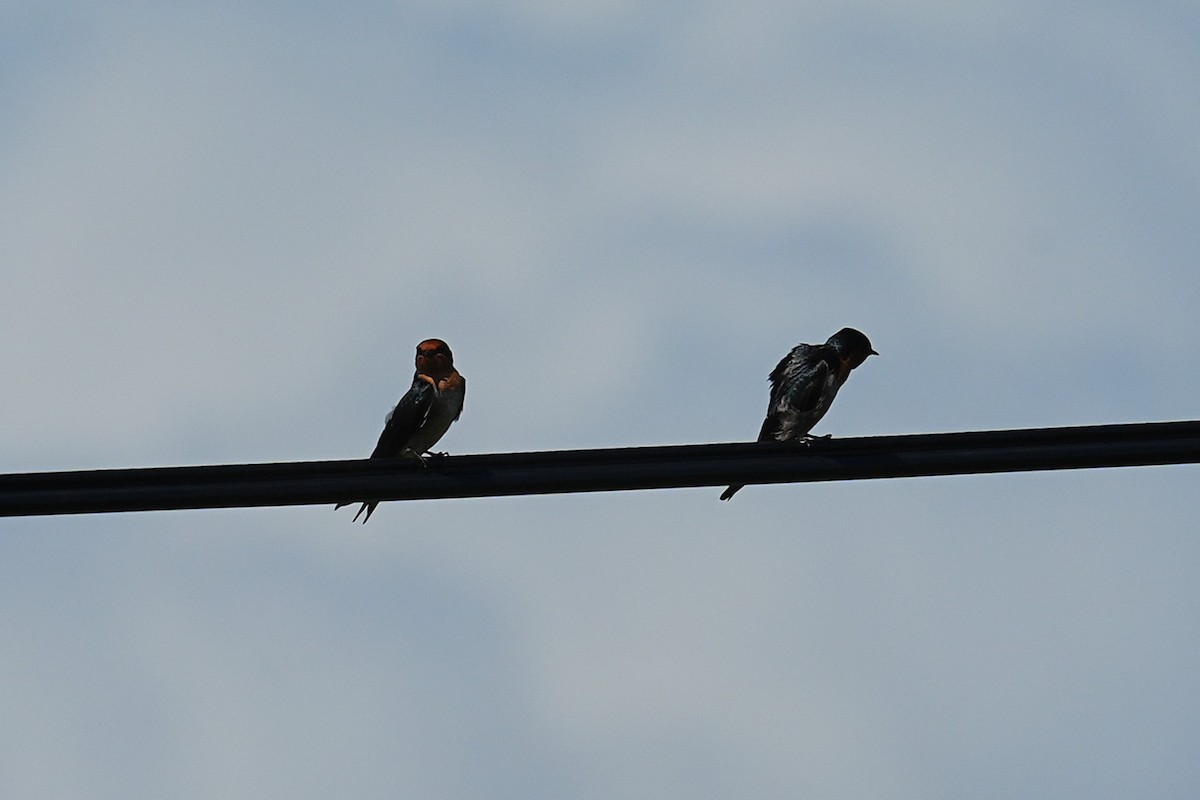 vlaštovka pacifická - ML647164765