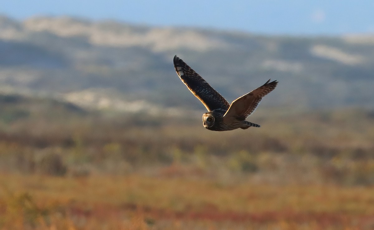 コミミズク（flammeus） - ML647164770