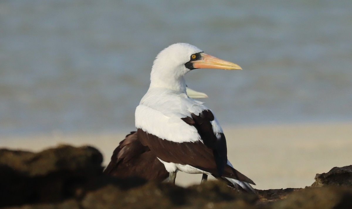 Nazca Booby - ML647164774
