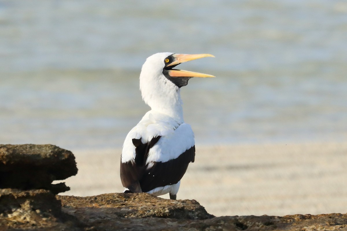 Nazca Booby - ML647164775