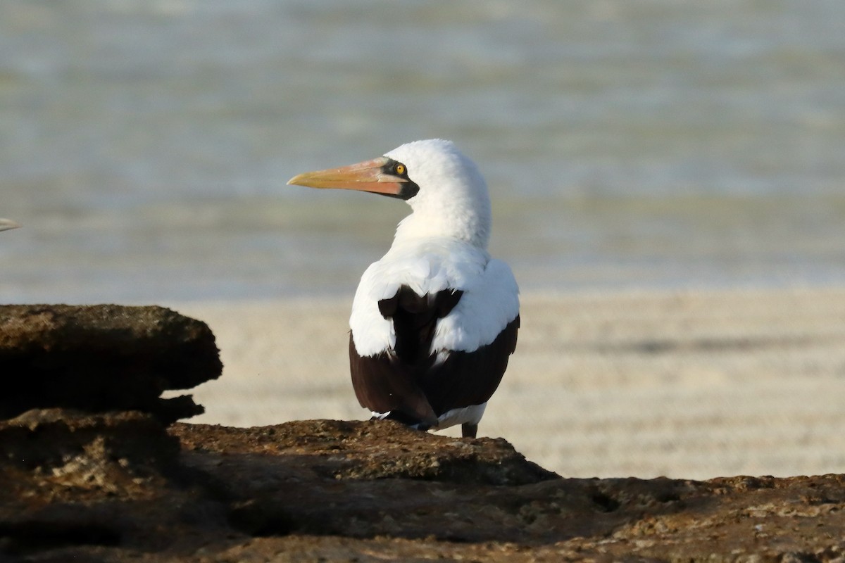 Nazca Booby - ML647164776