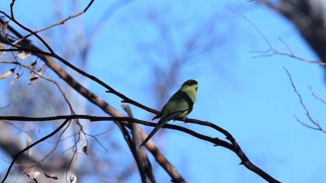 neoféma zdobená - ML647164780