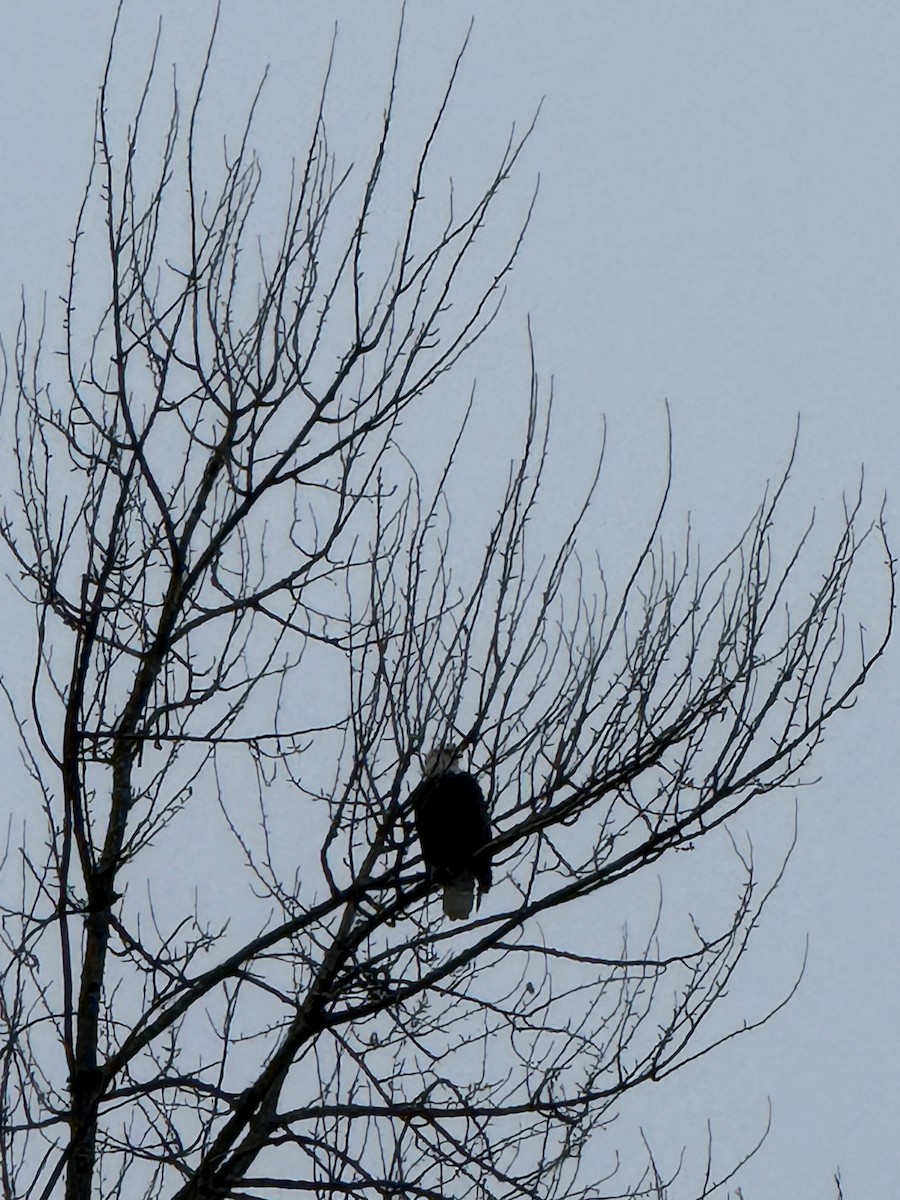 Орлан білоголовий - ML647164781