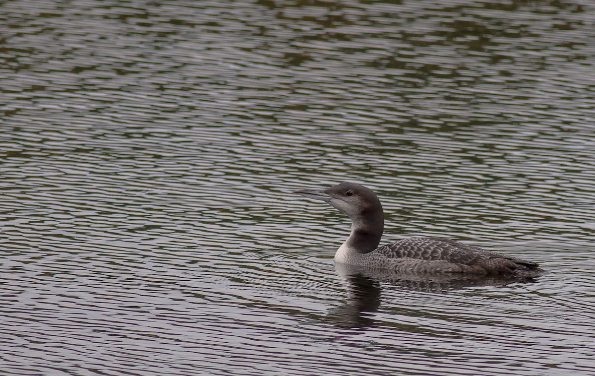 Strolaga maggiore - ML647164782