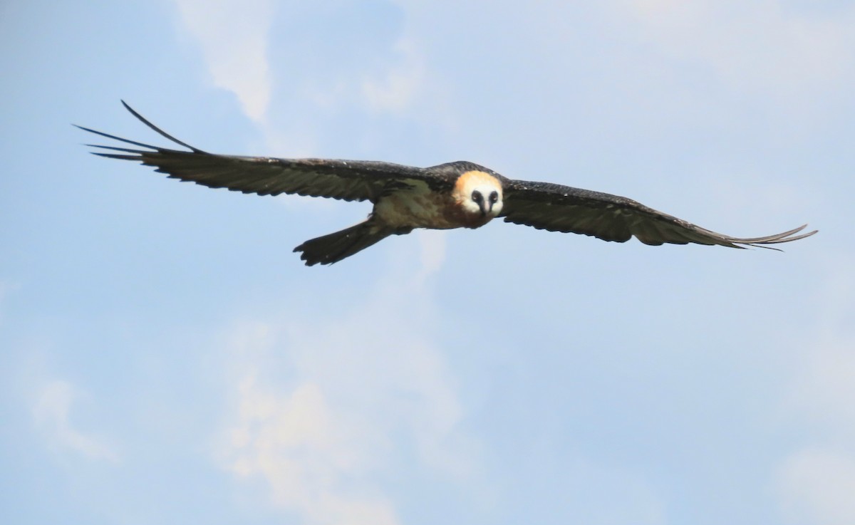 Bearded Vulture - ML647164785