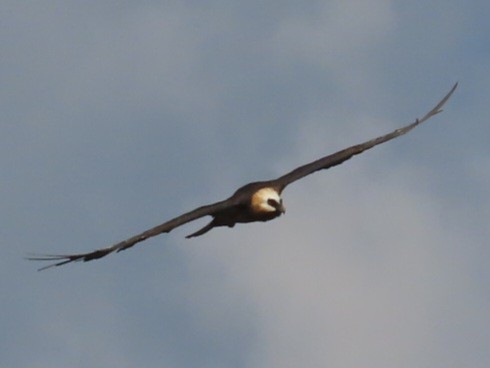 Bearded Vulture - ML647164787