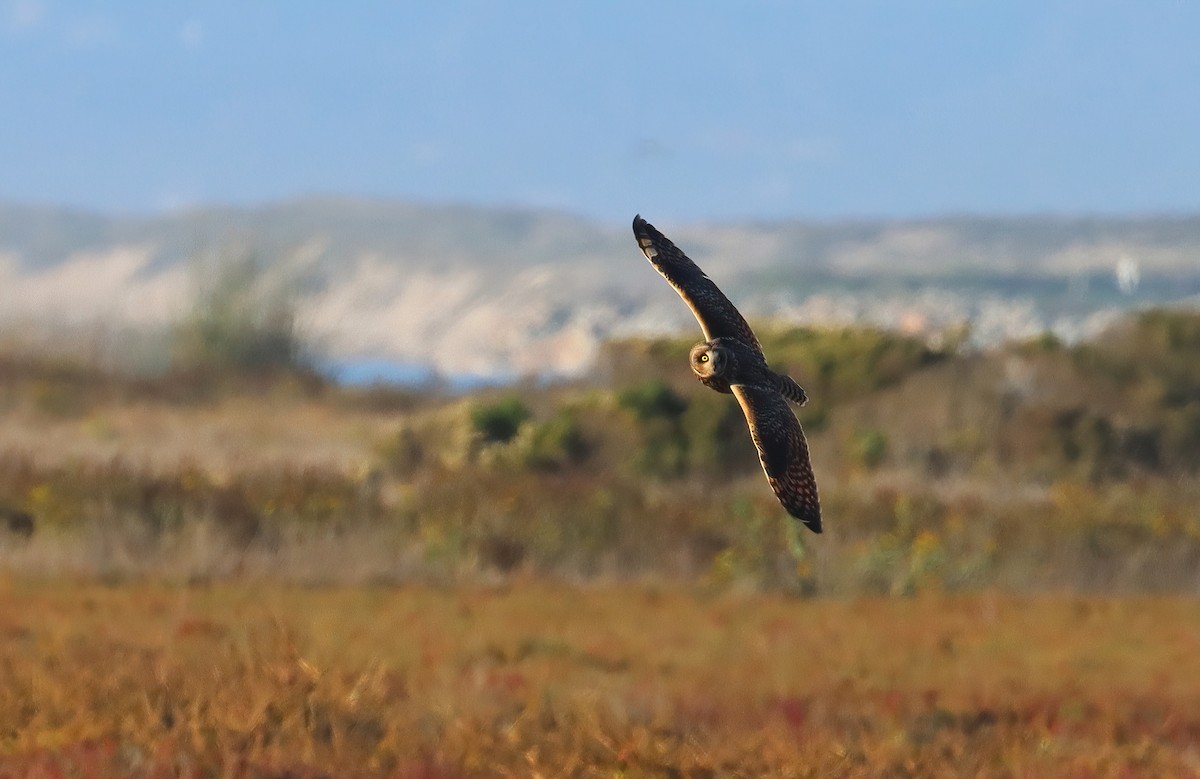 コミミズク（flammeus） - ML647164789