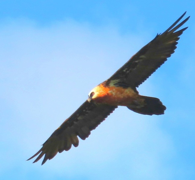 Bearded Vulture - ML647164791